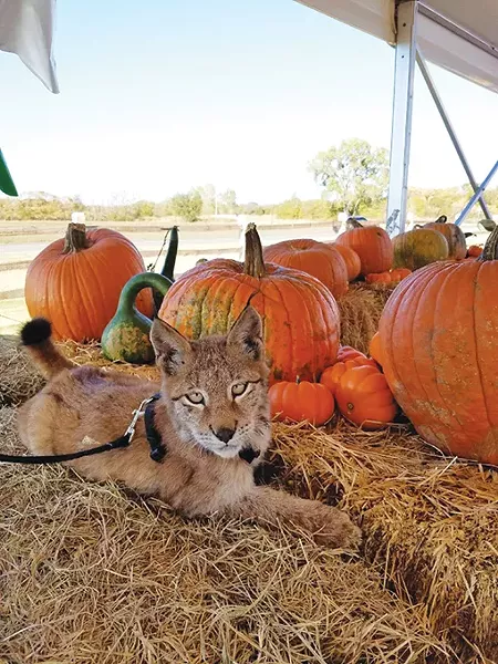 Tiger Safari Zoological Park is open 9 a.m.-5:30 p.m. Tuesday-Sunday, but guests can also book overnight stays. - PROVIDED