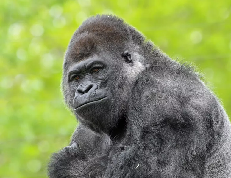 ANDREA JOHNSON / OKLAHOMA CITY ZOO / PROVIDED