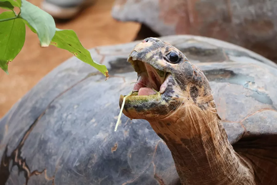 Galapagos Tortoise - OKLAHOMA CITY ZOO / PROVIDED