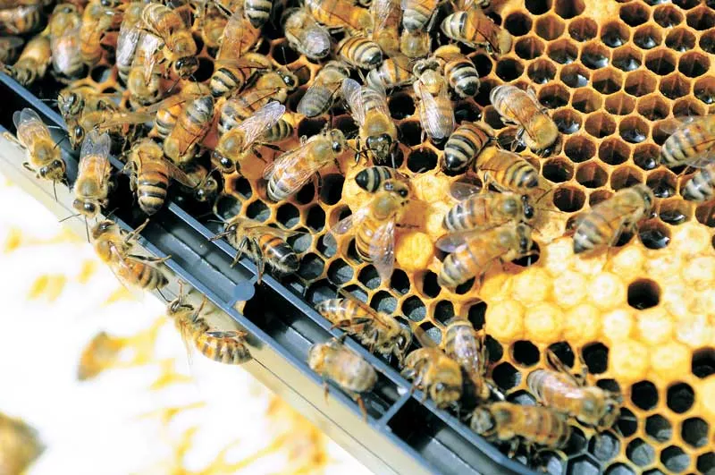 Bees.jpg