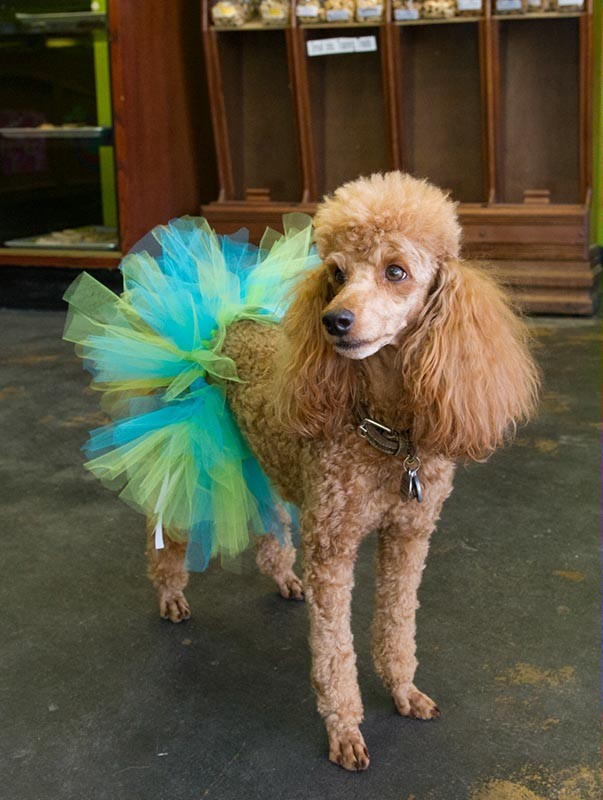 Because dogs need fancy birthday outfits, too. Available at Barking Dog Bakery (Shannon Cornman)
