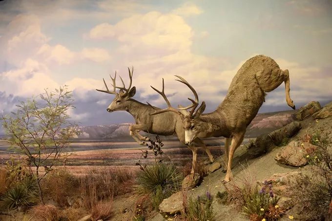 Hall of Natural Wonders at the Sam Noble Museum in Norman, Tuesday, June 27, 2017. - GARETT FISBECK