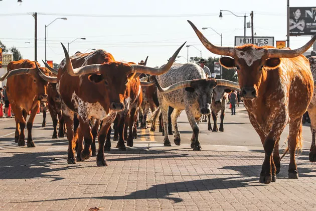 The annual Stockyards Stampede will be held Oct. 20. - PROVIDED