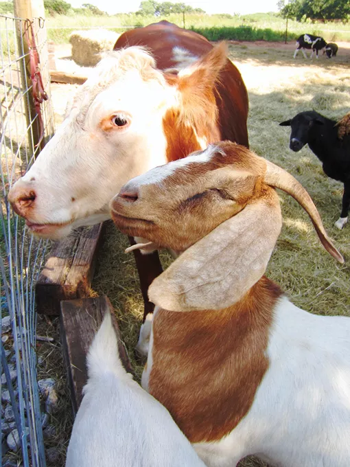Animals who now live at Milo’s Barn include llamas, pigs, goats and Milo the miniature horse. - JO LIGHT