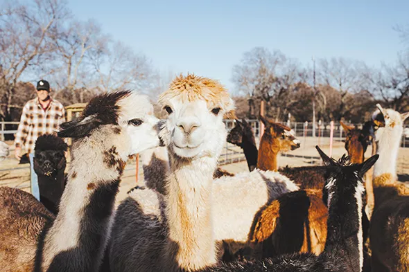 Magnolia Blossom Ranch will welcome guests for a New Year’s Eve afternoon of Wine, Carrots & Alpacas. - ALEXA ACE