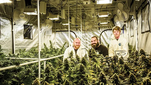 from left Mike Mulcahy, Dustin Mathis and Dan Wade harvest plants at Green Seed Farm. - MIKE MULCAHY / PROVIDED