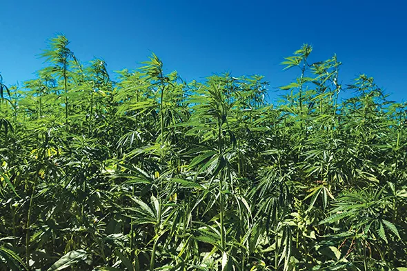 The Hemp Farming Act of 2018 removes the Schedule I classification and makes hemp a normal agricultural crop. - BIGSTOCKPHOTO.COM