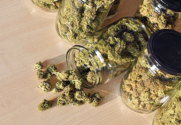 As more and more cannabis crops are harvested, the price per gram in the Oklahoma market is falling. - BIGSTOCK.COM