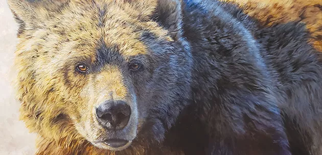 “Big Grizz” by Bonnie Marris - NATIONAL COWBOY & WESTERN HERITAGE MUSEUM / PROVIDED