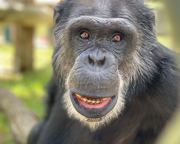 Murray now lives at Center for Great Apes with his brothers after being rescued from Arbuckle Wilderness. - CENTER FOR GREAT APES / PROVIDED