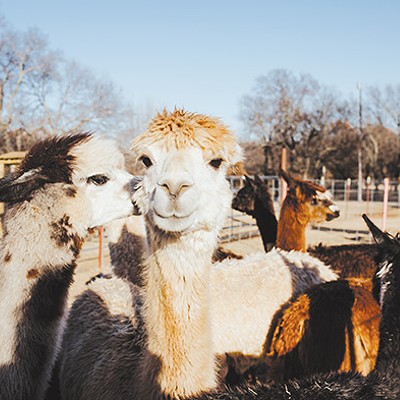 New Year's Eve: Alpaca party