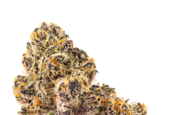 Strain Review: Fish Scale