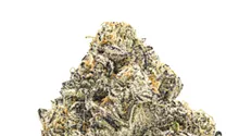 Strain Review: Divine Gelato