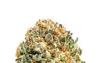 Strain Review: Mango Sapphire