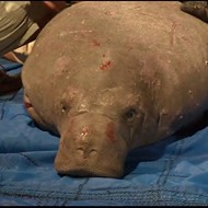 19 manatees rescued after wedging themselves into drainpipe