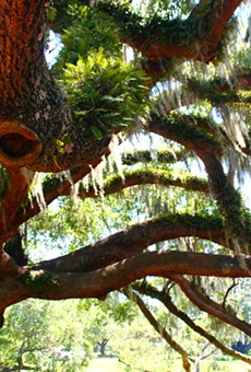 A not-too-comprehensive review of Orlando's significant trees