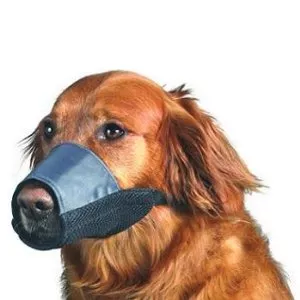 muzzle petsmart before you let somebody muzzle your here are some important things to blogs muzzle petsmart before you let somebody muzzle your here are some important things to blogs