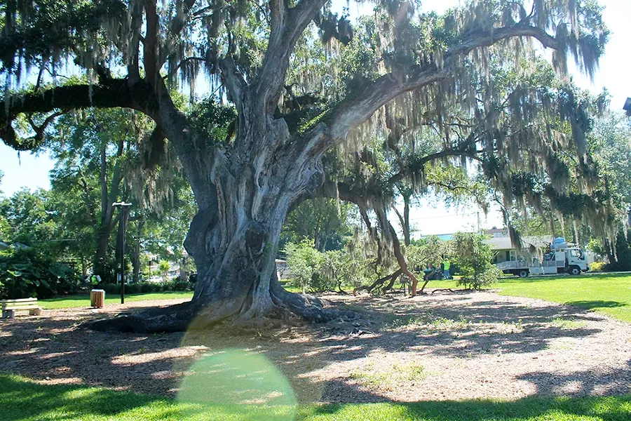 Big Tree Park - PHOTO BY ASHLEY BELANGER