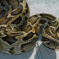 Orlando: Burmese python-free since 2009
