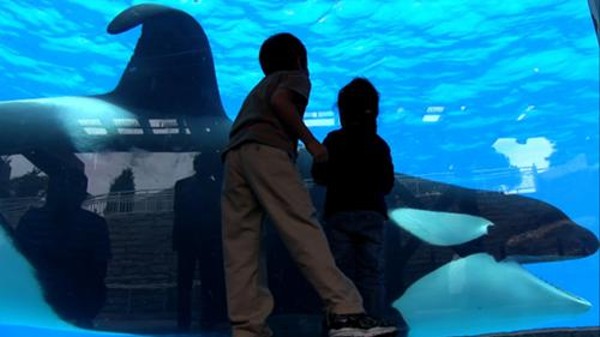 Dear Film Critic Seaworld Vs Blackfish A Documentary About Tilikum The Whale And The Death Of Trainer Dawn Brancheau Blogs