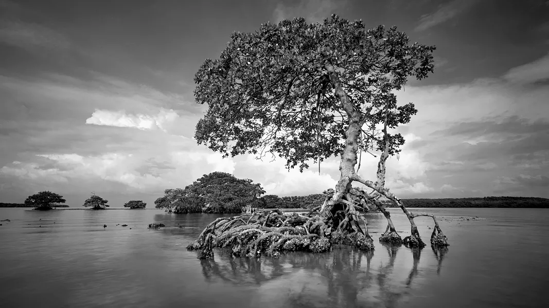 'Gaskin Bay' - CLYDE BUTCHER