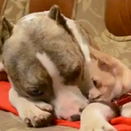 Happy Friday. Watch this video of a tiny chihuahua nibbling on a pit bull
