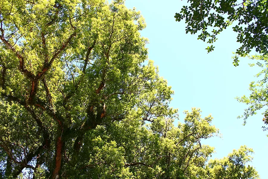 Harry P. Leu Gardens - PHOTO BY ASHLEY BELANGER