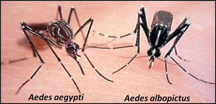 Image courtesy of Florida Medical Entomology Laboratory, University of Florida.