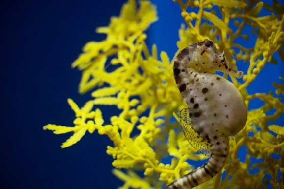 Potbellied seahorse - SEA LIFE