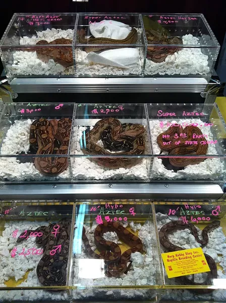 Snake in a Box: At Repticon, breeders of large snakes displayed the animals they had for sale in plastic containers - JEFF GORE