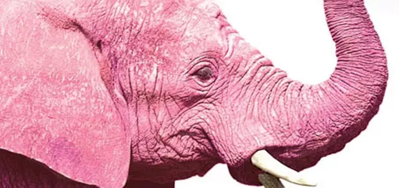 The Pink Elephant In The Room News Orlando Orlando Weekly