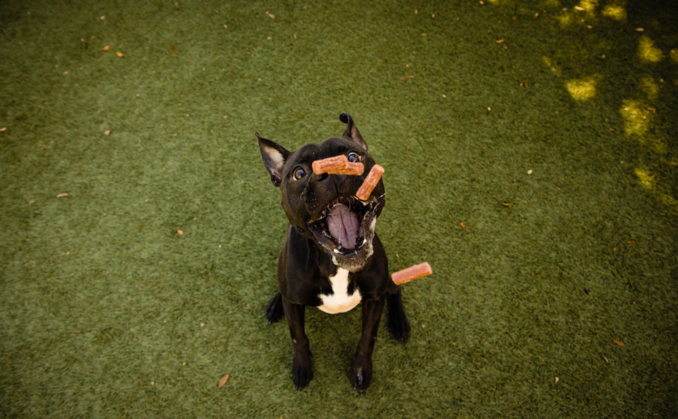 Marino loves treats and he’s ready to go home the day he’s adopted! | Gimme Shelter | Orlando
