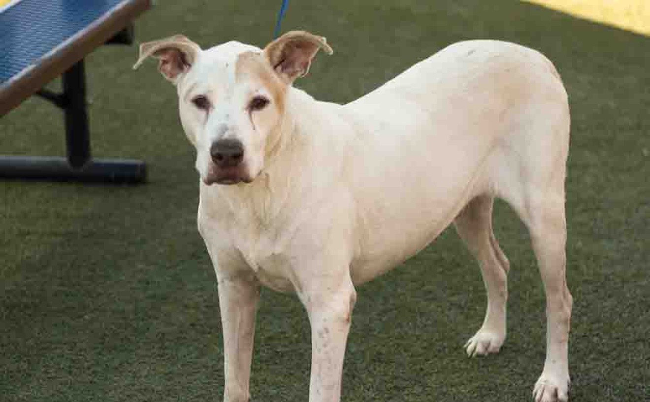 Sweet, friendly Ollie is 11 years old and free to adopt from Orange County Animal Services | Gimme Shelter | Orlando