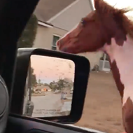 Escaped horse refuses to pull over for Florida deputy