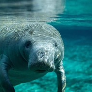 35 Florida manatees died due to cold weather last month