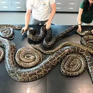 A Burmese python with a tracking device led Florida officials to a record-breaking sex party