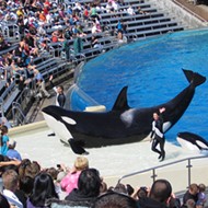 SeaWorld leadership shakeup continues as the company moves into the next chapter of its recovery