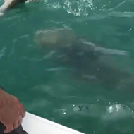 Florida fisherman catches shark, which is then eaten by a 500-pound Goliath grouper