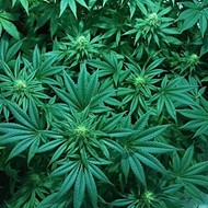 Canadian firm poised to enter Florida's medical marijuana market
