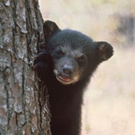 Central Florida cities, counties look to prevent bear-human conflicts