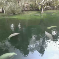 There are nearly 500 manatees at Blue Spring State Park right now