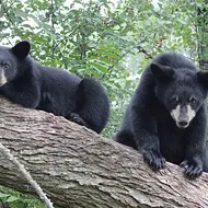 320 Florida bears will certainly be shot next month