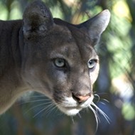 Florida's panther problems get a writeup in the New Yorker