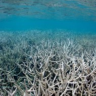 Your sunscreen is killing coral reefs, says recent study