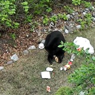 A man was cited during Florida's bear hunt for using Honey Buns as bait