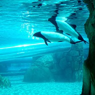 SeaWorld will no longer keep Commerson's dolphins in captivity