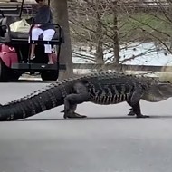 Gatorland is getting an extra thicc new resident from The Villages