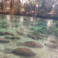 Watch this video of hundreds of manatees lounging at Three Sisters Springs