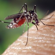 State of Florida creates Zika Virus hotline to keep panic at bay