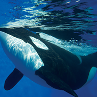 SeaWorld releases details on what the future of their remaining orcas ...